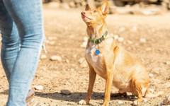 Съвети за оптимизиране на храната за вашето куче