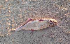 Откриха мъртъв делфин на плаж във Варна