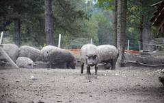 От 4 до 15 май ДФ "Земеделие" ще приема заявления за хуманно отношение към свинете