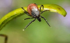 Здравето ни: Какво се крие зад ухапването от кърлеж