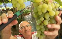 Гроздето е с универсална полезност за организма