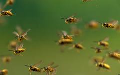 Нападение с пчели докара 6 месеца затвор на жена