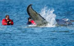 Започнаха усилия за спасяването на китa Тими, заседнал край балтийското крайбрежие на Германия