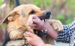 Лоши стопани: Учени посочиха 3-те основни причини за агресията при кучетата