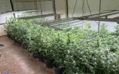 Задържаха варненец, отглеждал марихуана в домашна оранжерия