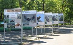 Зоологическа градина в София организира "Ден на лешоядите"