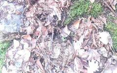 РИОСВ – Пловдив установи щети върху находище на силивряк край село Горнослав