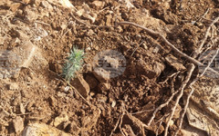 Акция по залесяване ще обогати с над 1000 фиданки терен край Стара Загора