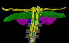 Учени създадоха за пръв път 3D карта на клитора