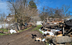 На територията на община Свищов започва масирано преброяване на бездомните кучета във връзка с овладяване на популацията им