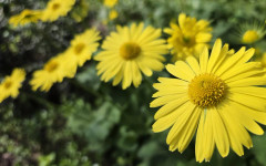 Слънчево в четвъртък, 16 април, в Югозападна България ще превали слабо