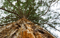 Зеленото богатство на България: Какво е състоянието на горските ресурси у нас