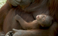 Бебе от критично застрашен вид орангутан се роди в зоопарк в Мадрид
