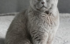 Най-известният котарак в България почина