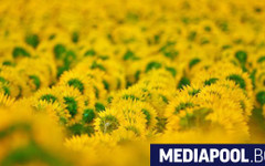 Стопаните могат да очертават нивите си за евросубсидии