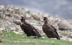 Черни лешояди отново се размножават в Източните Родопи след 33 години, съобщиха от Българското дружество за защита на птиците