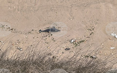 Резултатите от анализа на загиналите птици и делфини край Шабла са предадени на прокуратурата, съобщиха от МОСВ