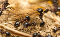 Глоба и затвор за контрабанда на мравки в Кения