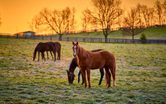 Как изкуственият интелект помага при отглеждането на животни