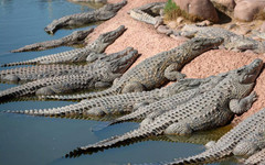 Бризбън 2032 няма да мести гребането въпреки крокодилите и силните течения в река Фицрой