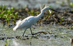 "В неделя времето ще е подходящо за гласуване." Проф. Рачев прогнозира, че след 25 април ще го опънем по конец прането