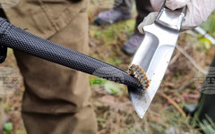 Община Банско предприема превантивни мерки за ограничава на разпространението на борова процесионка