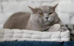 Отиде си най-известната котка в България - котаракът Румен