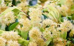 Близо 115 автори взеха участие във второто издание на конкурса за хайку поезия "С дъх на липи"