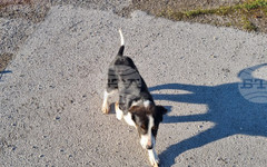 Акция "Жълти стотинки" в подкрепа на кучетата от общинския приют в Търговище събра над 3300 евро