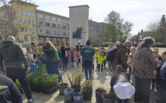 Над 2300 фиданки дариха горски от Горна Оряховица, дръвчетата вече са в дворове и градини
