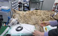 След 9-дневно издирване заловиха вълка, избягал от зоопарк в Южна Корея