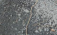 Опасната борова процесионка налази Банско