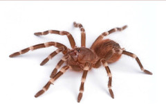 Жена забрави 20 тарантули в германски влак