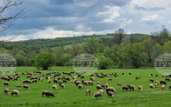 Огнища на шап са установени в Турция край границата с Гърция