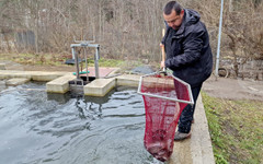 От 20 април до 8 май ще бъде отворен прием на заявления за предоставяне на помощ "де минимис" за 2025 г. на производителите, отглеждащи сладководна риба