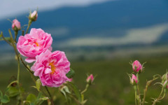 "Рози в градината" и богата културна програма оживяват Празника на розата в Казанлък