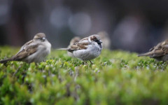Топло време в събота, дъжд на места в Южна България
