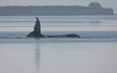 Нова спасителна акция за заседналия в германски води кит