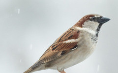 На 18 април броим врабчетата, за да разберем какво се случва с градовете ни