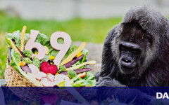 Най-възрастната горила в света навърши 69 години