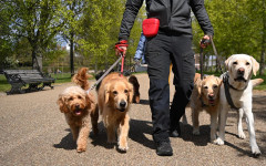 Учени разработват лекарство, което може да удължи живота на кучетата с поне година