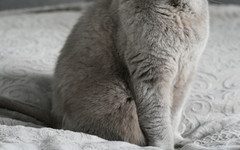 Отиде си Котаракът Румен - най-известният ''нечовешки инфлуенсър''