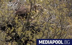 Исторически успех: Черни лешояди отново се размножават у нас след 33 години