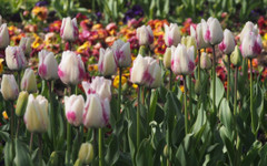 Слънчево време в изборния ден, на места с краткотрайни валежи