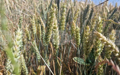 Разнопосочно движение в цените на зърнените култури на световните борси през седмицата, по данни на ССБ