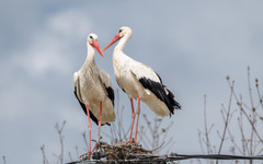 Бягат ли щъркелите от войната: Истината зад видеата в интернет