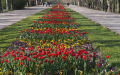 Морската градина във Варна цъфти с десетки хиляди лалета