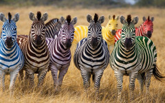 В неделя следете в Клуб Z осмия извънреден кръг от шампионата за зебри