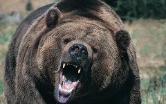Мечка рани двама американски войници в Аляска