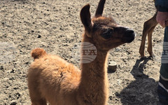 След години усилия в Зооцентър Добрич се роди бебе лама